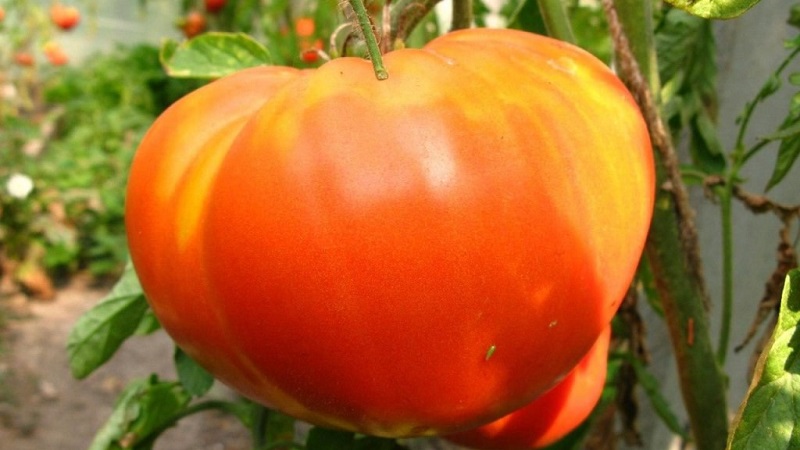 L'une des tomates préférées des jardiniers. Poids lourd de Sibérie: variété résistante, à maturation précoce et à haut rendement