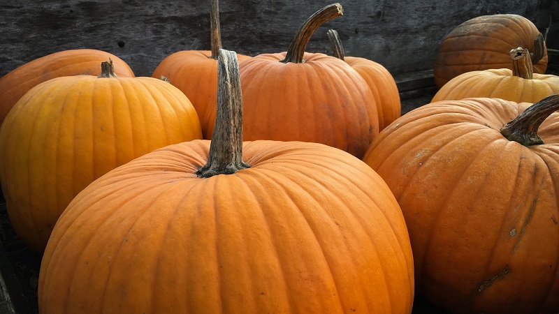Caractéristiques de la culture de variétés de citrouilles à gros fruits