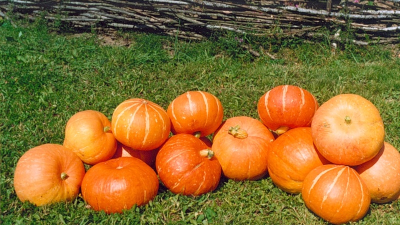 Caractéristiques de la culture de variétés de citrouilles à gros fruits