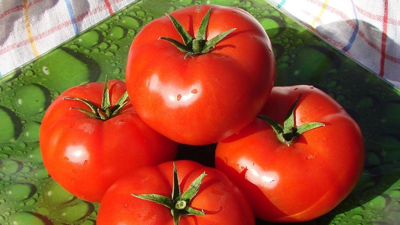 Pourquoi chaque jardinier devrait-il cultiver au moins une fois une tomate Bobkat - le meilleur des sous-dimensionnés