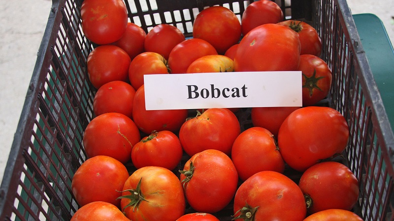 Pourquoi chaque jardinier devrait-il cultiver au moins une fois une tomate Bobkat - la meilleure des sous-dimensionnées?