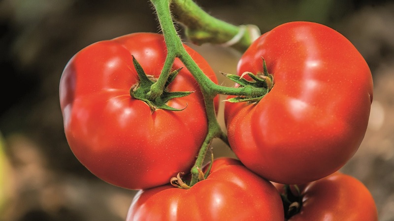 Pourquoi chaque jardinier devrait au moins une fois faire pousser une tomate Bobkat - la meilleure des sous-dimensionnées