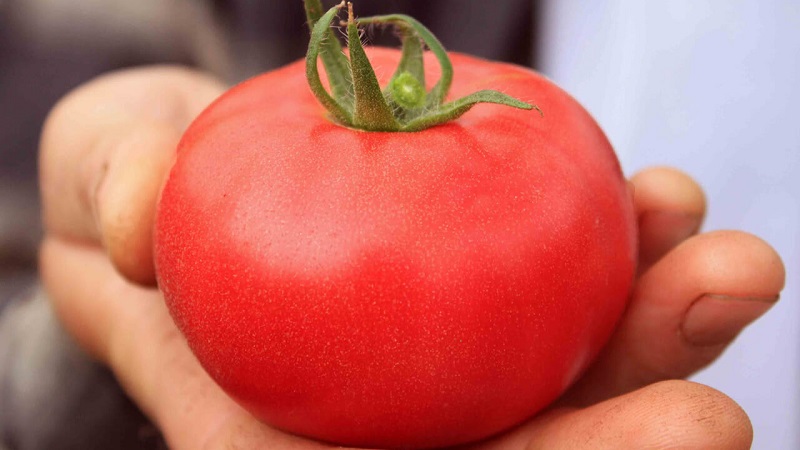 Pourquoi chaque jardinier devrait au moins une fois faire pousser une tomate Bobkat - la meilleure des sous-dimensionnées