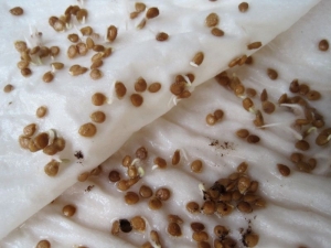 Description des tomates de la variété Pineapple: caractéristiques de leur culture en pleine terre et en pleine terre