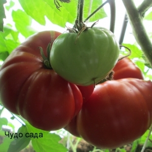 Une tomate géante, dont la taille du fruit est incroyable - nous cultivons notre propre tomate Miracle du jardin