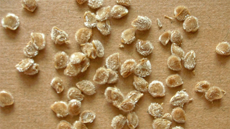 Une tomate géante, dont la taille du fruit est incroyable - nous cultivons notre propre tomate Miracle du jardin