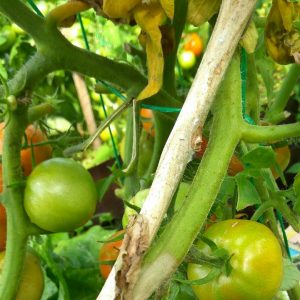 Le vert brillant aidera-t-il les tomates du mildiou et comment l'utiliser correctement: instructions et conseils de résidents d'été expérimentés
