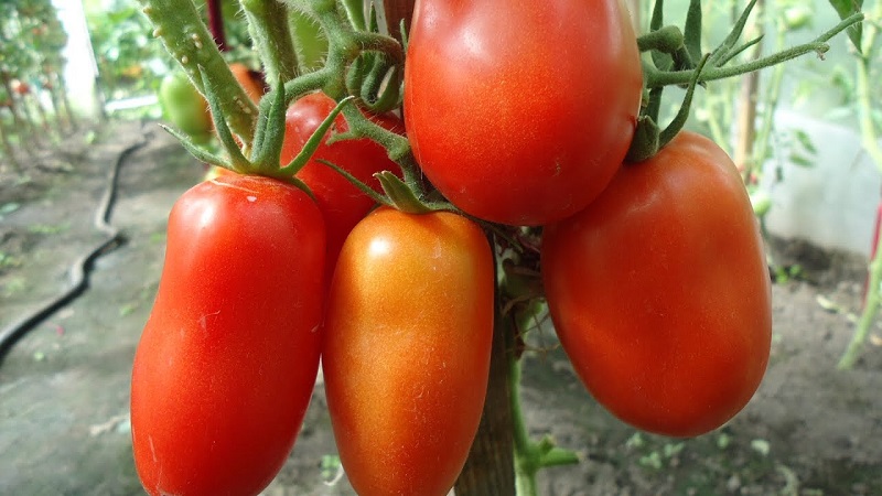Essayez cette variété inhabituelle qui ne vous laissera pas indifférent - Tomate en forme de poivron robuste