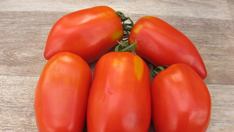Essayez cette variété inhabituelle qui ne vous laissera pas indifférent - la tomate robuste en forme de poivre