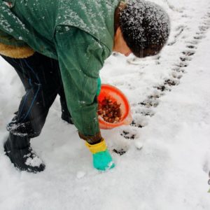Instructions étape par étape pour planter des bulbes d'ail pour l'hiver: règles de base et secrets des jardiniers expérimentés
