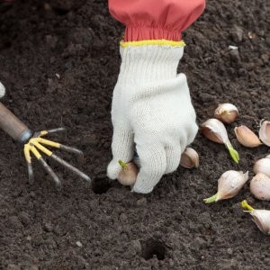 Instructions étape par étape pour planter des bulbes d'ail pour l'hiver: règles de base et secrets des jardiniers expérimentés