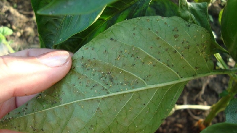 Les pucerons sont apparus sur le poivre dans la serre: que faire et comment vaincre le ravageur rapidement et efficacement