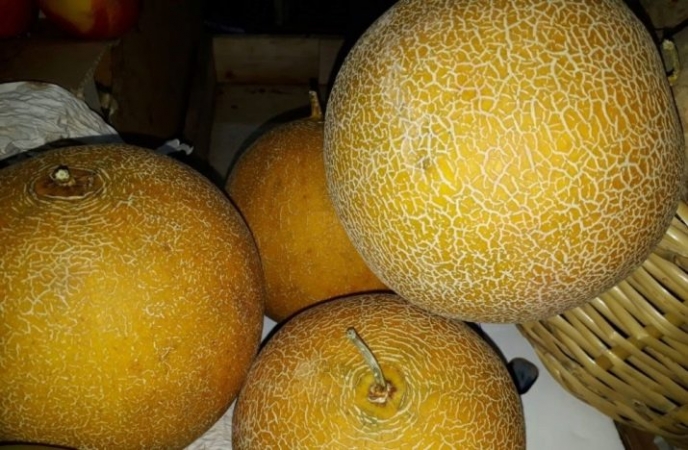 Melon jaune précoce F1 Tale: culture et soin, les nuances de choix lors de l'achat de fruits mûrs