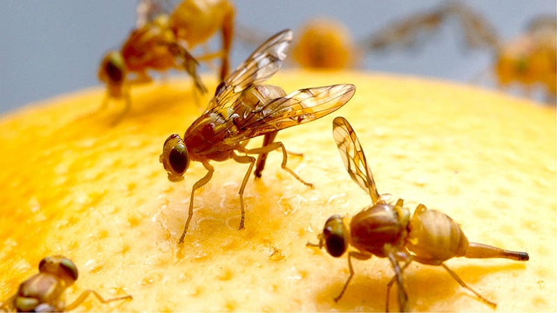 Melon jaune précoce F1 Tale: culture et soin, les nuances de choix lors de l'achat de fruits mûrs