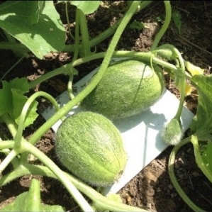 Melon jaune précoce F1 Tale: culture et soins, les nuances de choix lors de l'achat de fruits mûrs