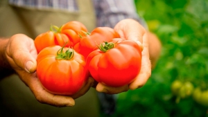 Tomate sucrée, charnue et sans prétention Sensei - une description des techniques agricoles et des conseils de résidents d'été expérimentés