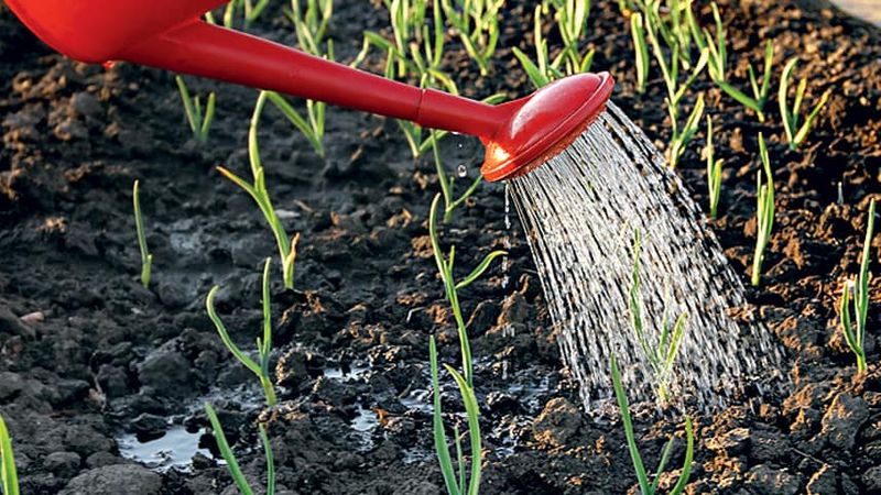 Secrets de jardiniers expérimentés: que planter après l'ail l'année prochaine et quelles cultures doivent être évitées