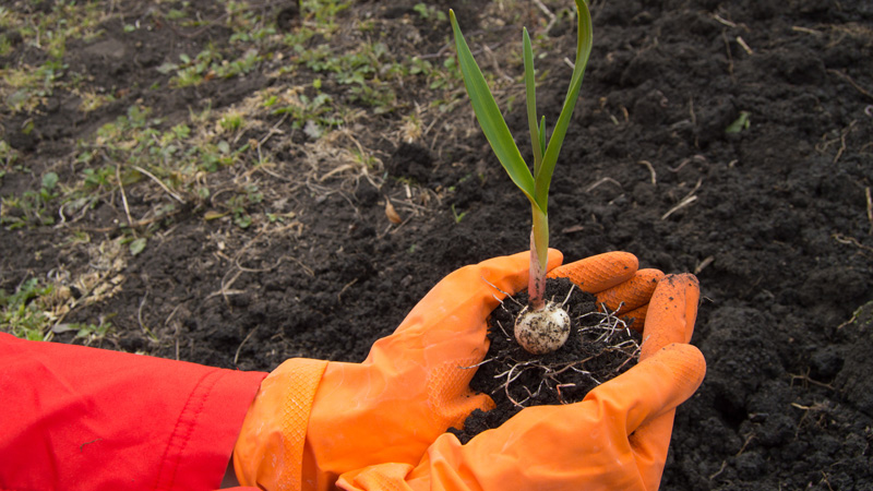 Secrets de jardiniers expérimentés: que planter après l'ail l'année prochaine et quelles cultures doivent être évitées