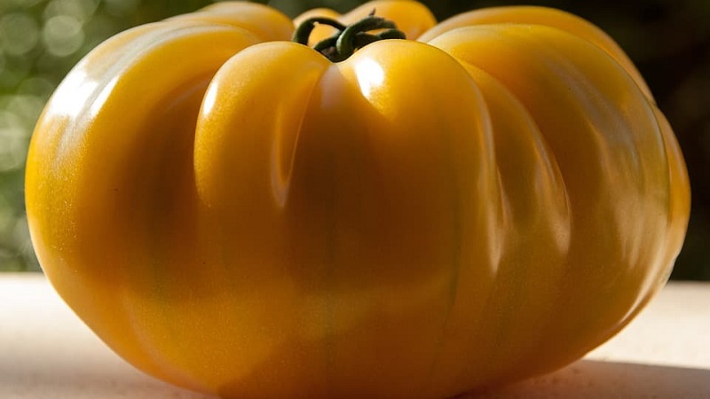 Variété Lemon Giant - une tomate au goût extraordinaire, à la couleur vive et aux fruits juteux incroyablement gros