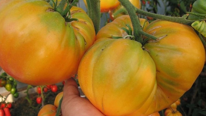 Variété Lemon Giant - une tomate au goût extraordinaire, à la couleur vive et aux fruits juteux incroyablement gros