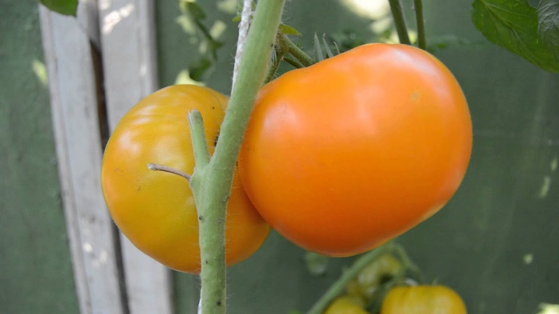 Variété Lemon Giant - une tomate au goût extraordinaire, à la couleur vive et aux fruits juteux incroyablement gros
