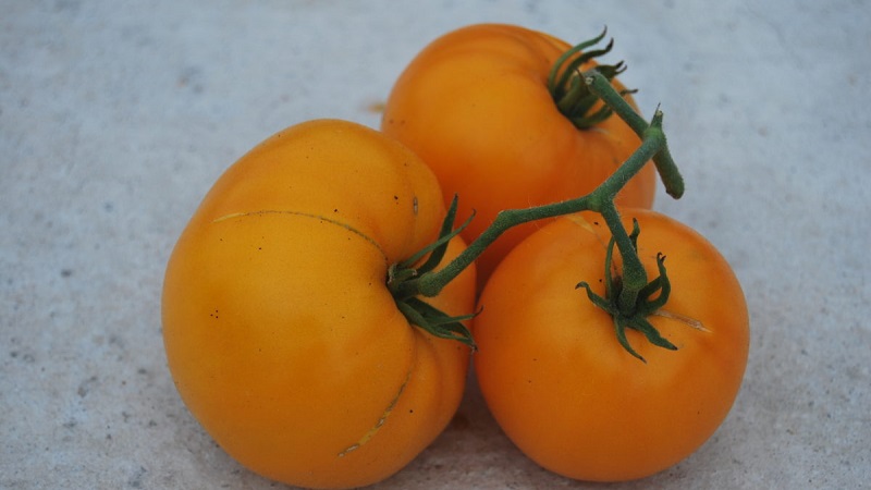 Variété Lemon Giant - une tomate au goût extraordinaire, à la couleur vive et aux fruits juteux incroyablement gros