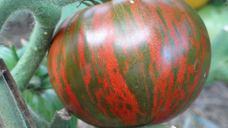 Une variété avec une couleur inhabituelle, un goût unique et un nom appétissant - Tomate Striped Chocolate