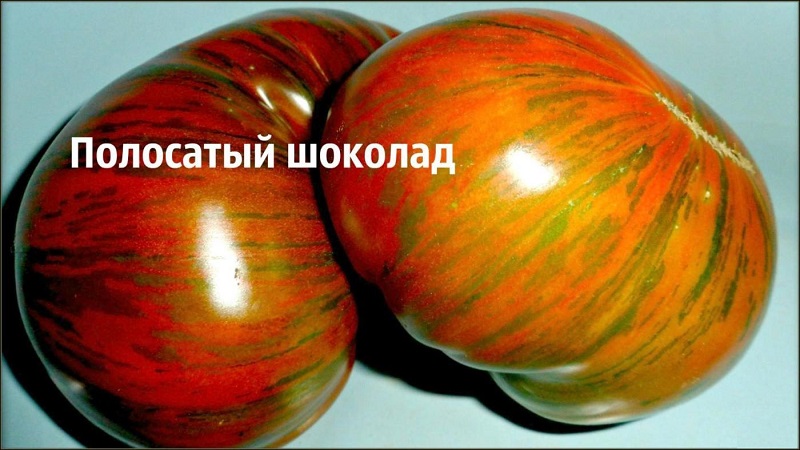 Une variété avec une couleur inhabituelle, un goût unique et un nom appétissant - Tomate Striped Chocolate