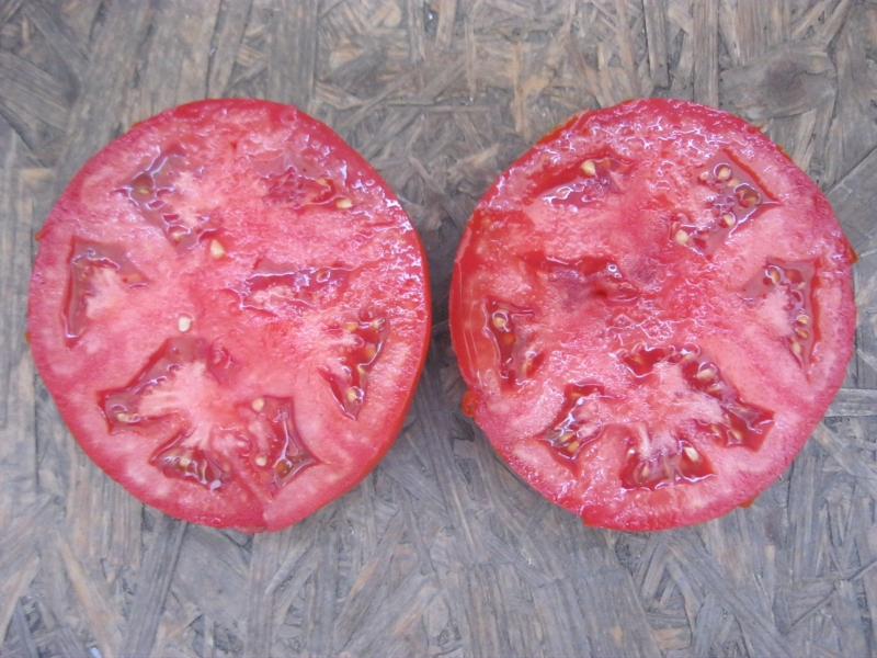 L'une des premières variétés de tomates - l'hybride français Supernova F1