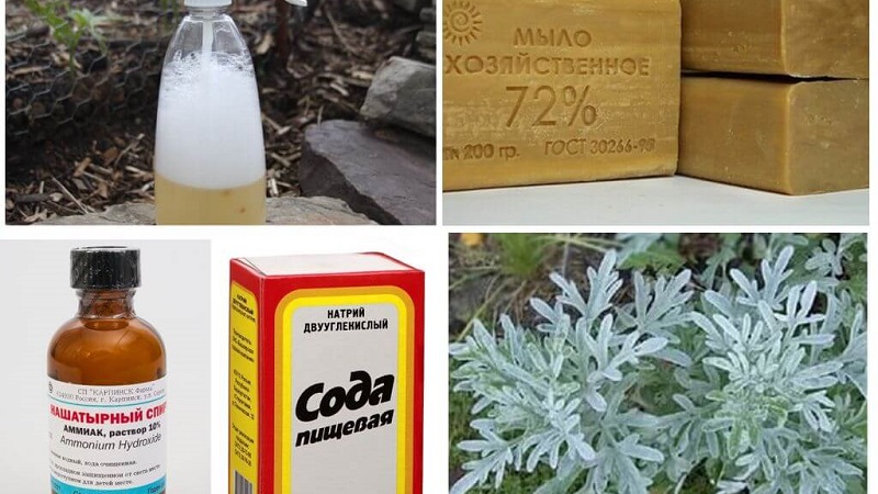 Pucerons sur les tomates: comment gérer la floraison et quels moyens choisir pour la transformation des tomates