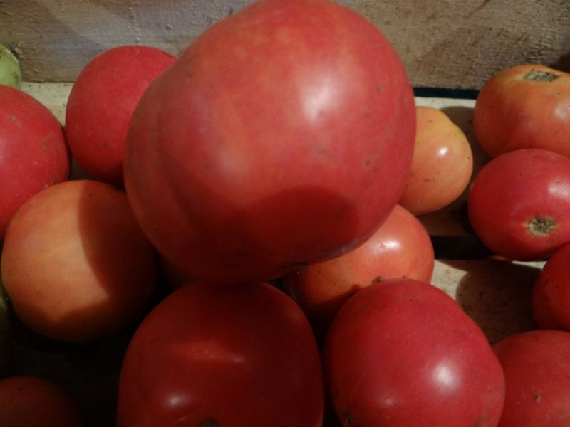 Tomates mûres précoces pour les jus, les salades et la conservation Fatima - caractéristiques et description de la variété