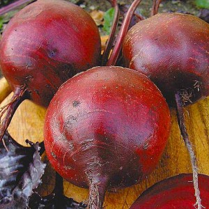 Top 12 des meilleures variétés de betteraves: un aperçu des différents types et des conseils pour choisir la plus appropriée