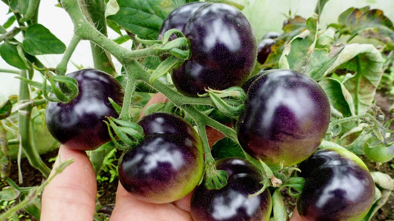 Surprenez les invités et les voisins avec des tomates inhabituelles - Tomate Black Bunch F1