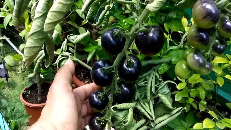 Surprenez les invités et les voisins avec des tomates inhabituelles - Tomate Black Bunch F1