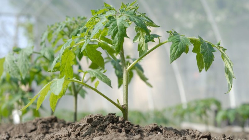 Surprenez les invités et les voisins avec des tomates inhabituelles - Tomate Black bunch F1