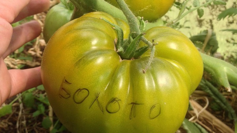 Une étonnante variété de tomates vertes - la tomate des marais pour les vrais gourmets