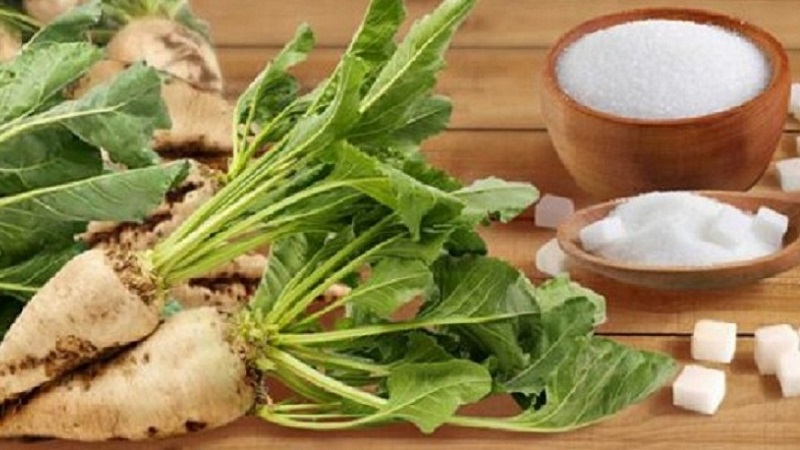 Comment le sucre est fabriqué à partir de betteraves dans une usine et est-il possible de l'obtenir à la maison par vous-même