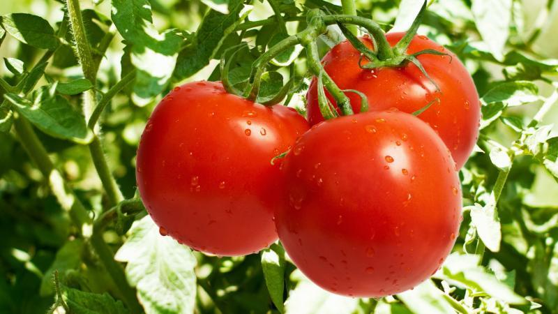 Nous adoptons l'expérience de résidents d'été expérimentés - comment traiter les tomates avec de l'aspirine et comment cela contribuera à des rendements abondants