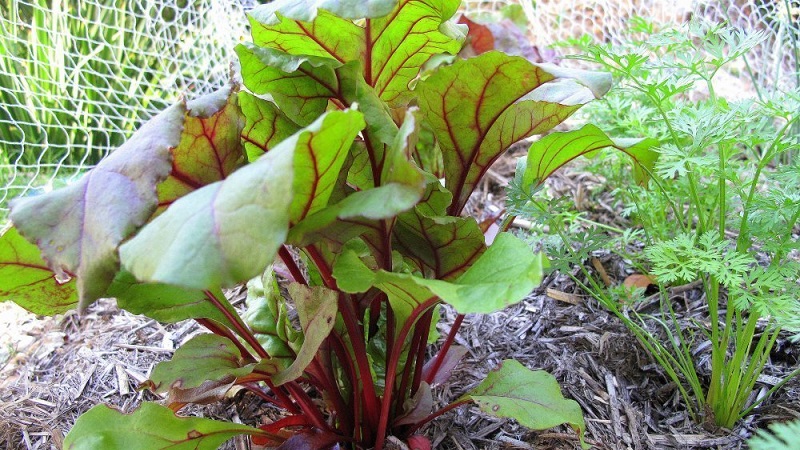 Nous cultivons correctement les betteraves de table: de la sélection des variétés à la récolte