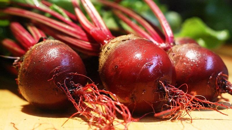 Nous cultivons correctement les betteraves de table: de la sélection des variétés à la récolte