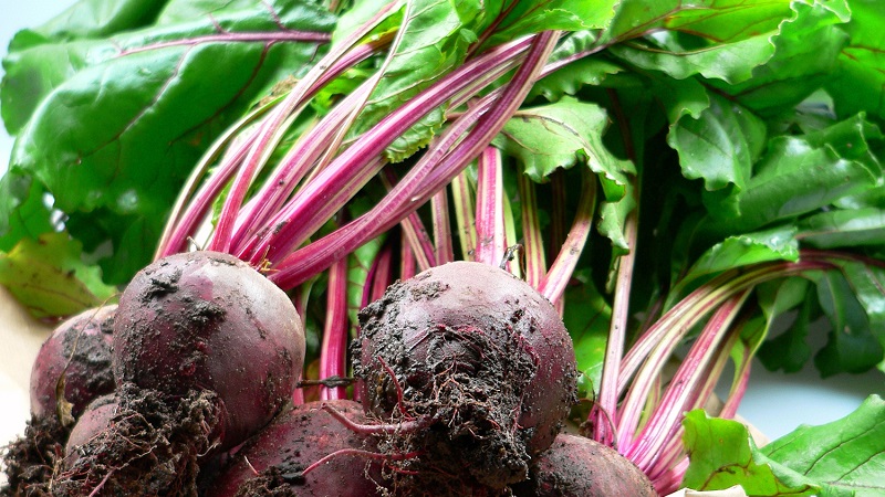 Nous cultivons correctement les betteraves de table: de la sélection des variétés à la récolte