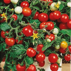 Perles lumineuses sur les buissons - une tomate Pinocchio miniature: nous cultivons sur place et à la maison sur le balcon