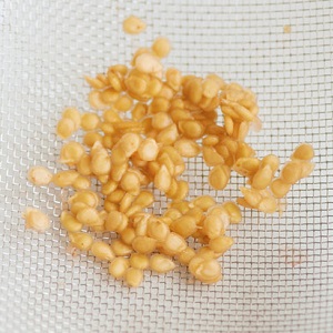 Des fruits bicolores fascinants au goût incroyable: la tomate Alice's Dream