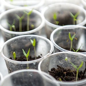 Des fruits bicolores fascinants au goût incroyable: la tomate Alice's Dream