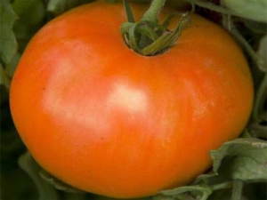Une trouvaille pour les jardiniers - La belle-mère dorée de la tomate: caractéristiques et description de la variété, culture et entretien