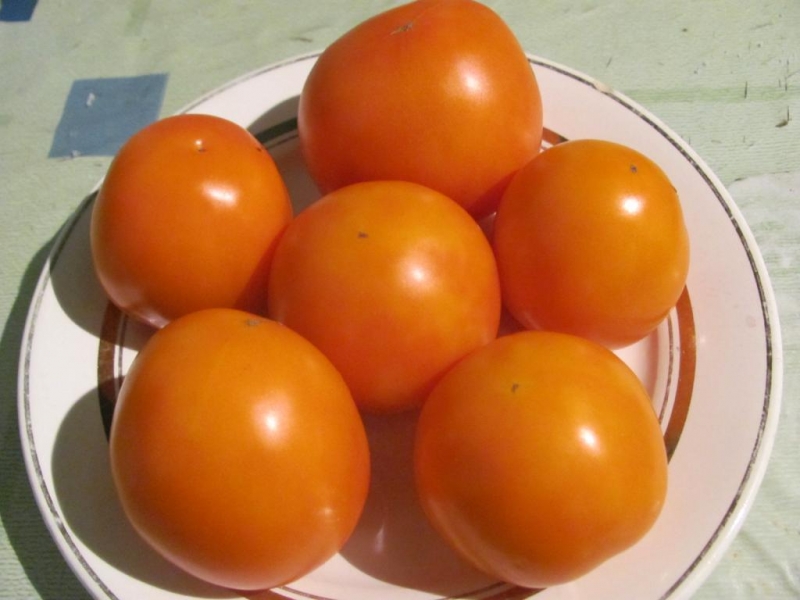 Une trouvaille pour les jardiniers - La belle-mère dorée de la tomate: caractéristiques et description de la variété, culture et entretien