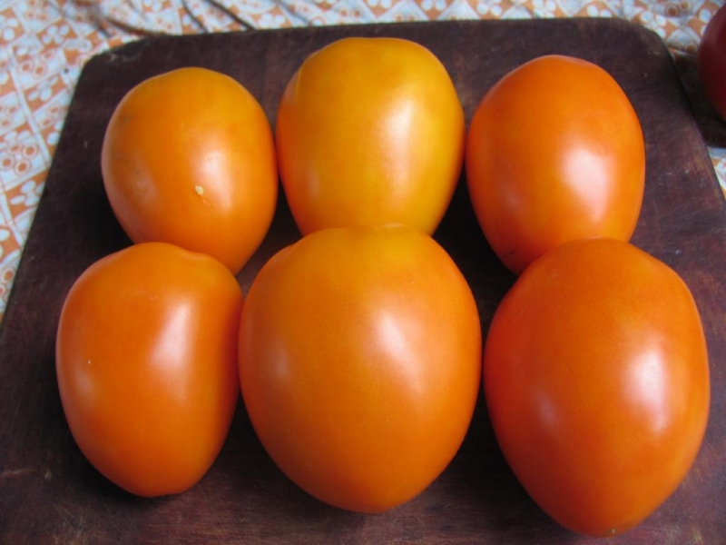 Une trouvaille pour les jardiniers - La belle-mère dorée de la tomate: caractéristiques et description de la variété, culture et entretien