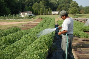 Description des tomates de la variété Pineapple: caractéristiques de leur culture en pleine terre et en pleine terre
