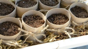 Tomates mûres précoces pour les jus, les salades et la conservation Fatima - caractéristiques et description de la variété