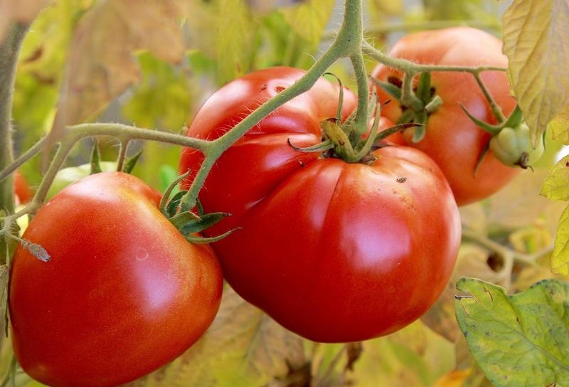 Caractéristiques des tomates Alsou: comment les cultiver judicieusement pour obtenir une récolte riche et saine